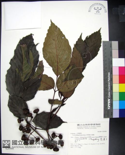 菲律賓火筒樹藏品圖，第1張