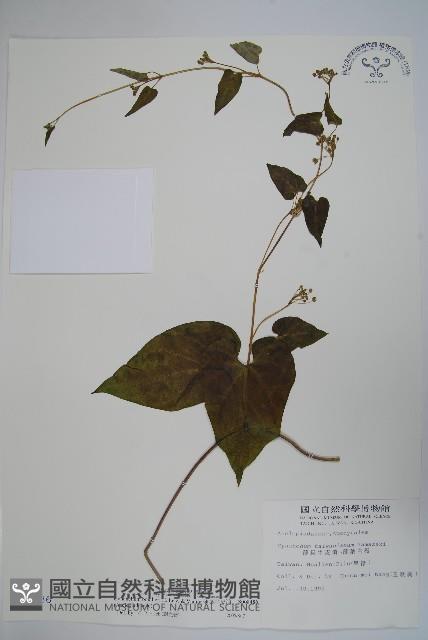 薄葉牛皮消藏品圖，第1張