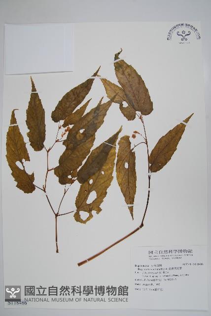 臺灣秋海棠藏品圖，第1張