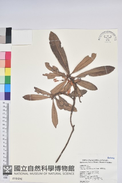 臺灣杜鵑藏品圖，第1張