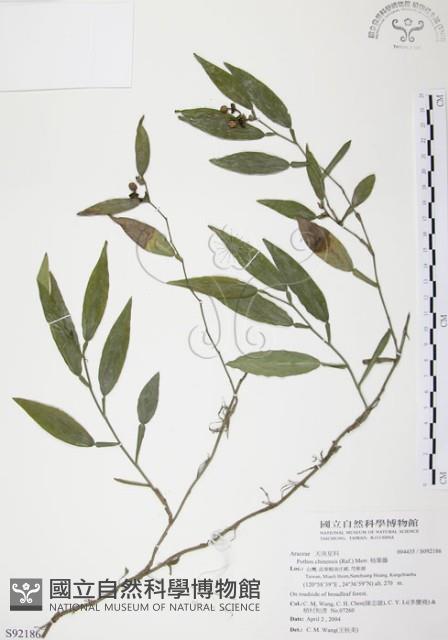 柚葉藤藏品圖，第1張