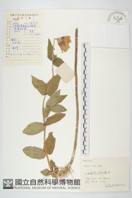 百日菊藏品圖，第1張