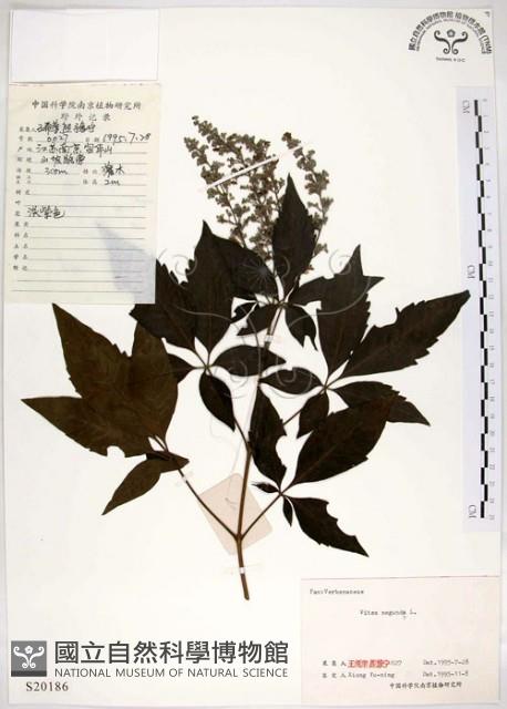 黃荊藏品圖，第1張