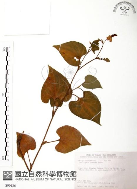 臭腥草、蕺菜藏品圖，第1張