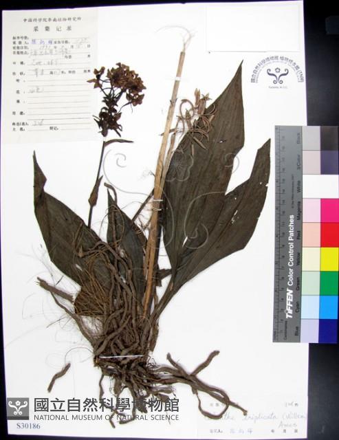 白鶴蘭藏品圖，第1張