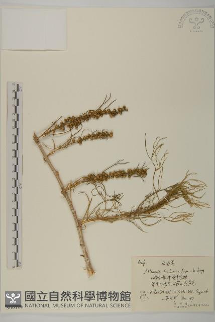 烏丹蒿藏品圖，第1張