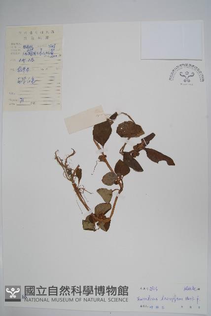 毛鳳仙花藏品圖，第1張