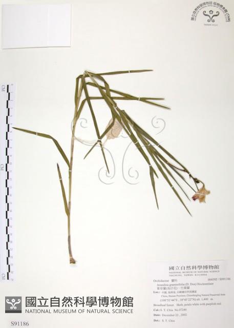 葦草蘭、鳥仔花、竹葉蘭藏品圖，第1張