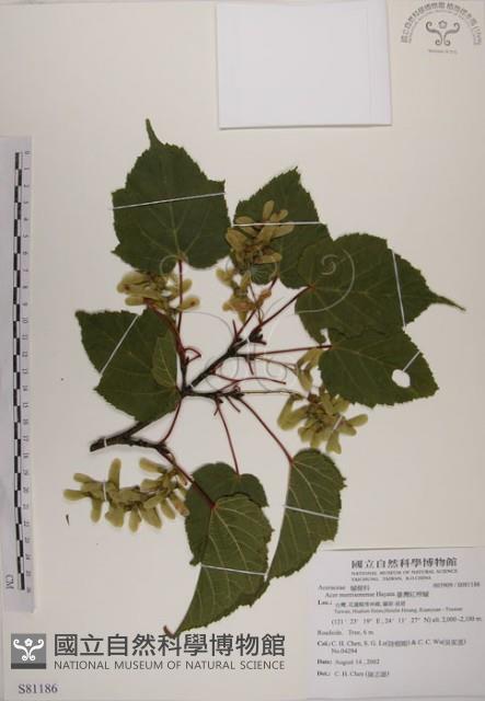 臺灣紅榨槭藏品圖，第1張