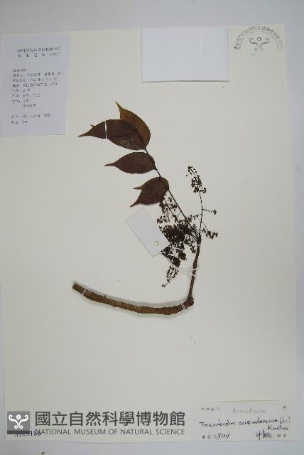 野漆、木臘樹藏品圖，第1張