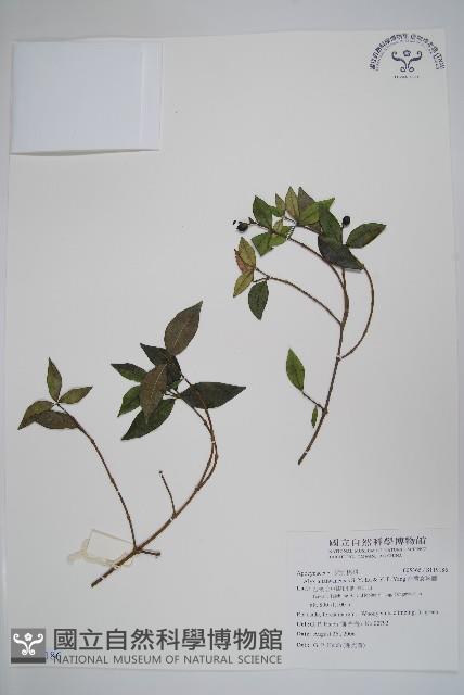 台灣念珠藤藏品圖，第1張