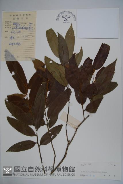 廣東冬青藏品圖，第1張