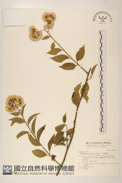 小舌菊、蔓綿菜藏品圖，第1張