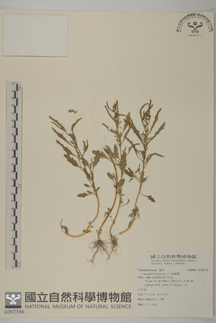 灰綠藜藏品圖，第1張