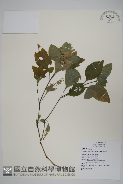 賽山藍藏品圖，第1張