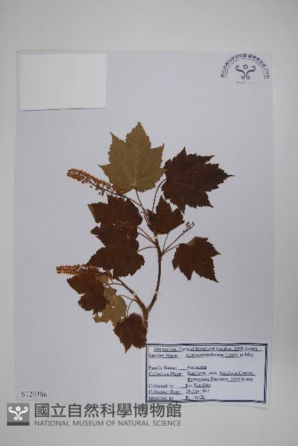 花楷槭藏品圖，第1張