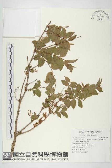 臺灣馬桑藏品圖，第1張