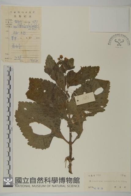 下田菊藏品圖，第1張