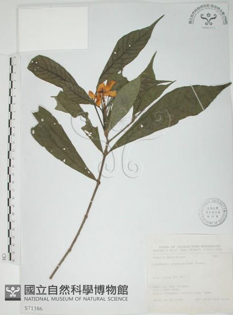 山黃梔藏品圖，第1張