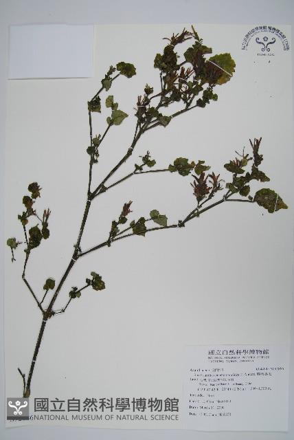 曲莖馬藍藏品圖，第1張