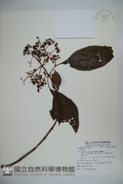 登錄號:S082886藏品圖，第1張