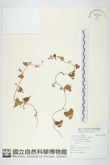 白花牽牛藏品圖，第1張