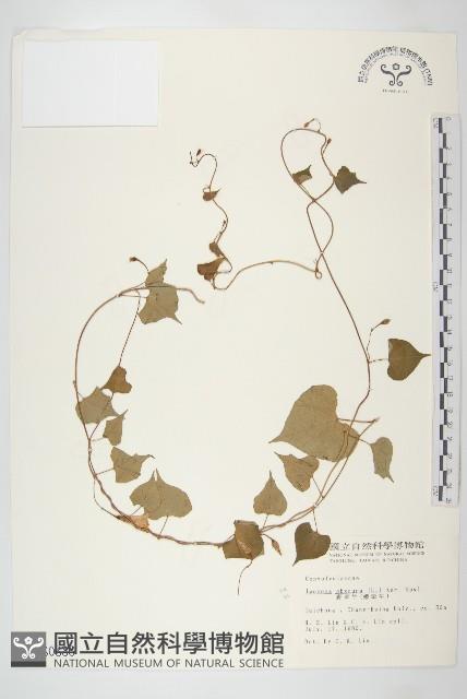 野牽牛藏品圖，第1張