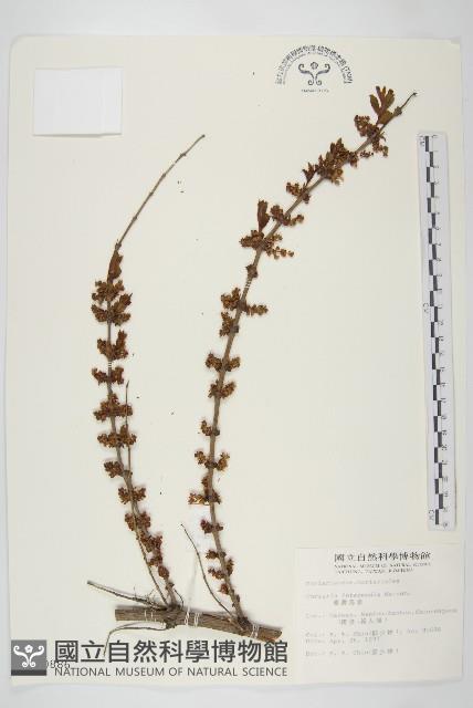 臺灣馬桑藏品圖，第1張