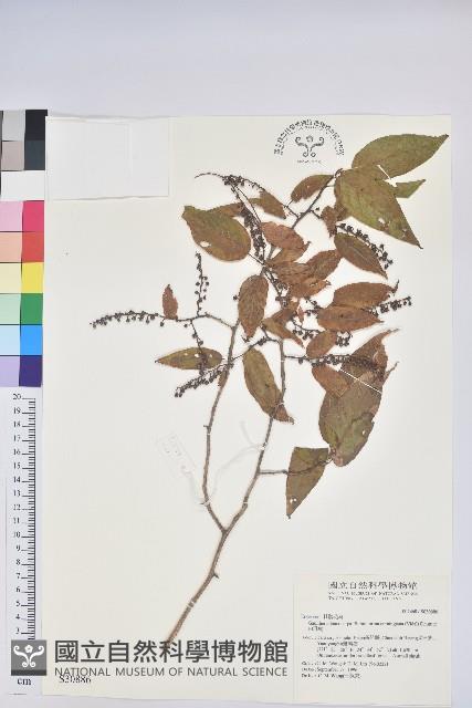 白珠樹藏品圖，第1張