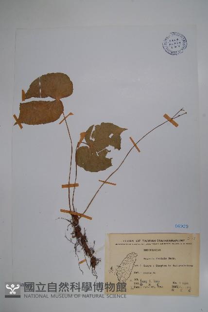 蘭嶼秋海棠藏品圖，第1張