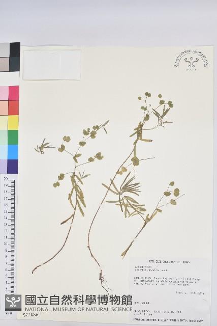 登錄號:S021886藏品圖，第1張