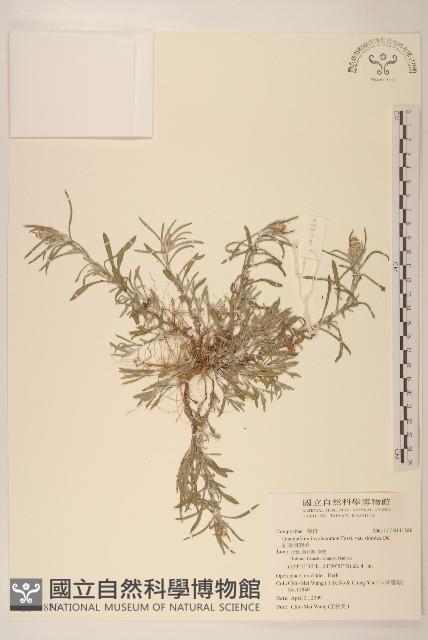 細葉鼠麴草藏品圖，第1張