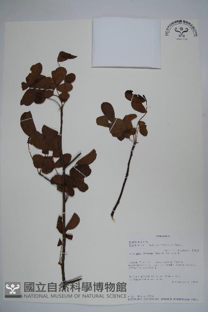 登錄號:S093886藏品圖，第1張