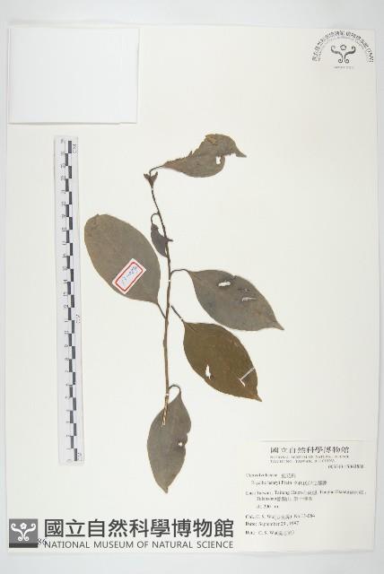 亨利氏伊立基藤藏品圖，第1張