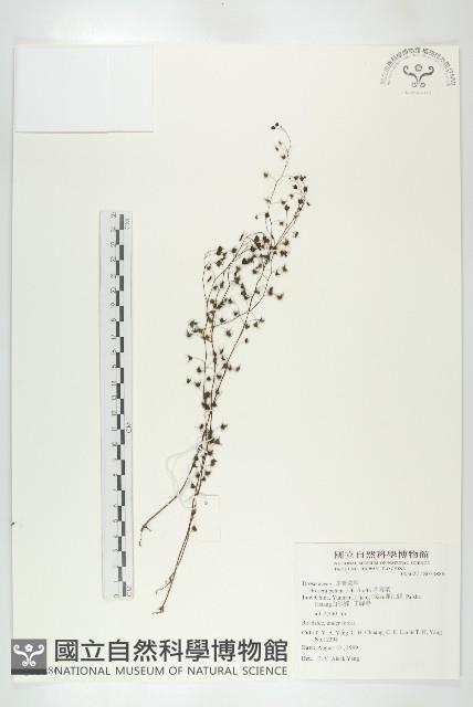 茅膏菜藏品圖，第1張