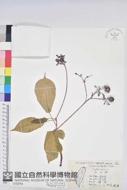 琴葉櫻藏品圖，第1張