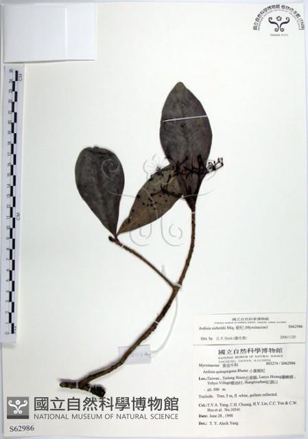 樹杞藏品圖，第1張