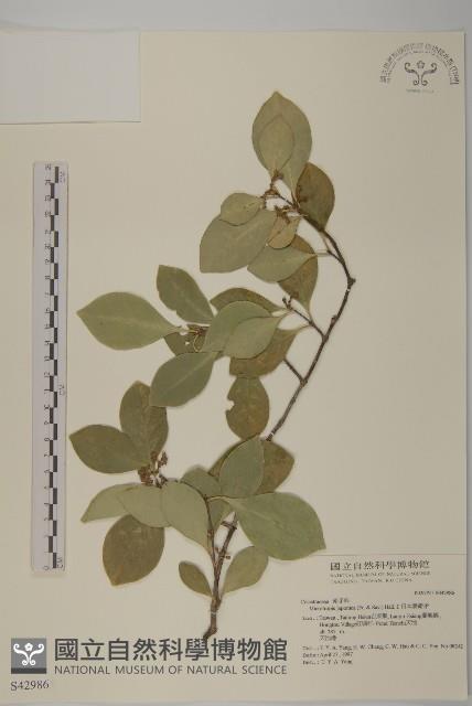 日本賽衛矛、日本假衛矛藏品圖，第1張