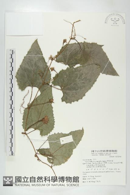 芋葉括樓藏品圖，第1張