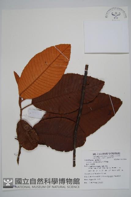 蛛毛水東哥藏品圖，第1張