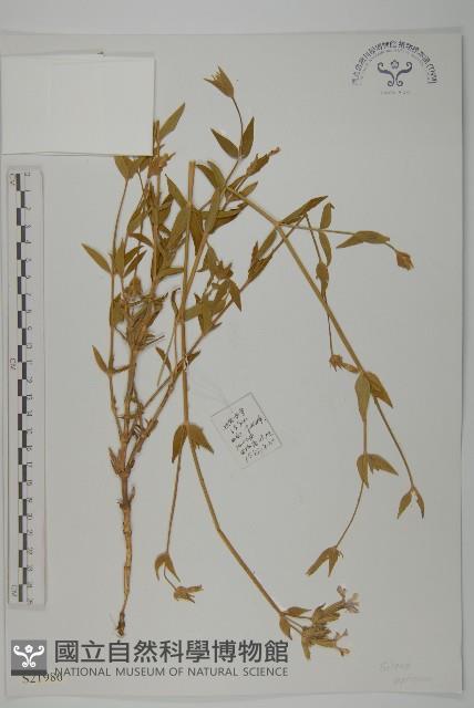 女婁菜藏品圖，第1張