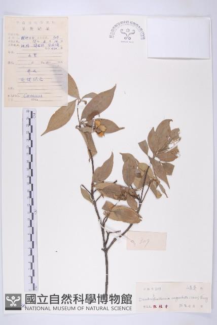 尖葉四照花藏品圖，第1張