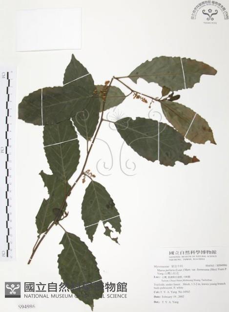 台灣山桂花藏品圖，第1張