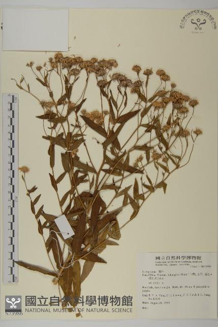 登錄號:S073986藏品圖，第1張