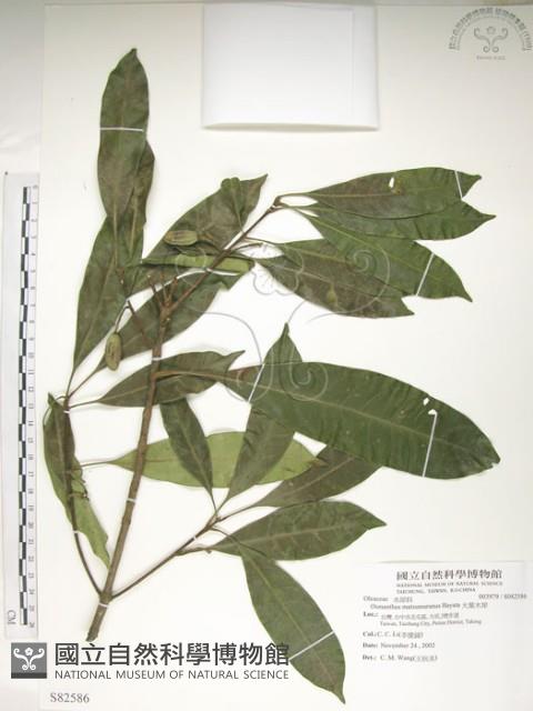 大葉木犀藏品圖，第1張