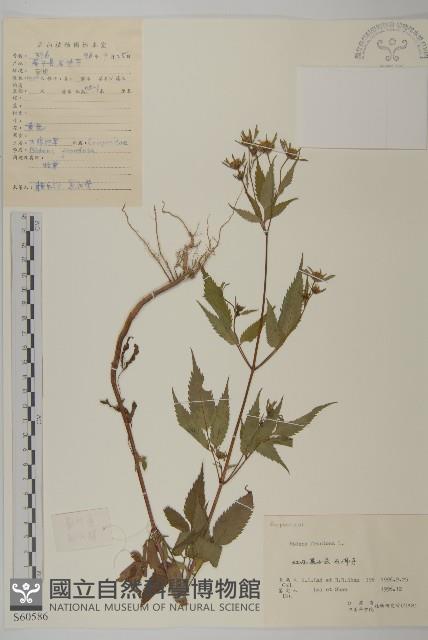 大狼把草藏品圖，第1張