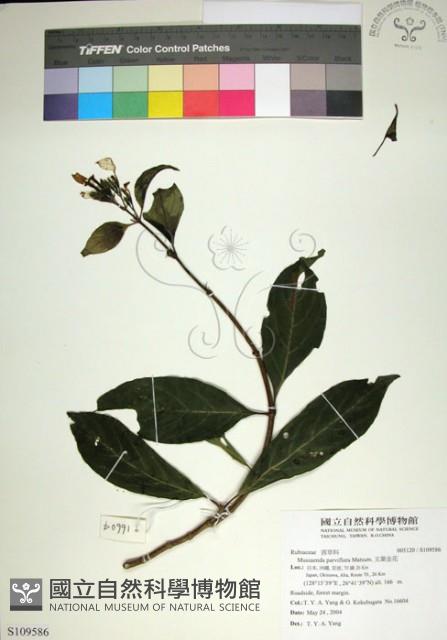 玉葉金花藏品圖，第1張