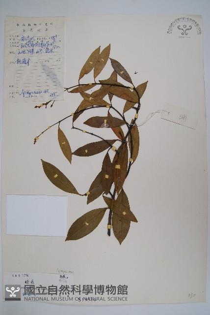 小錦蘭藏品圖，第1張