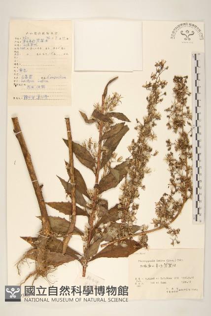 鵝仔草藏品圖，第1張