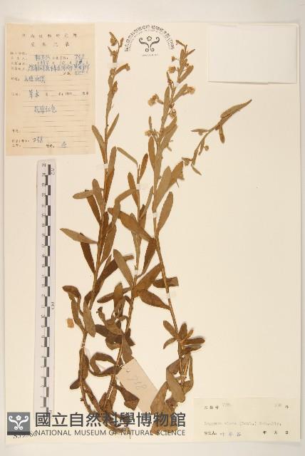 六角草藏品圖，第1張